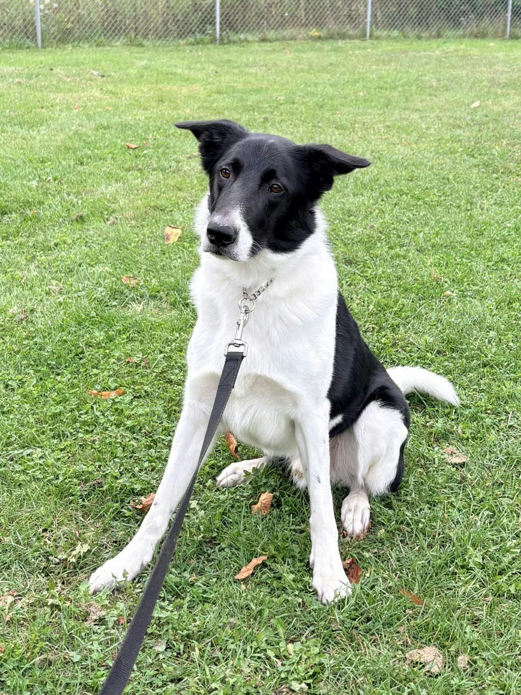 Mr President, a 4 years old Black Male Border Collie Dog