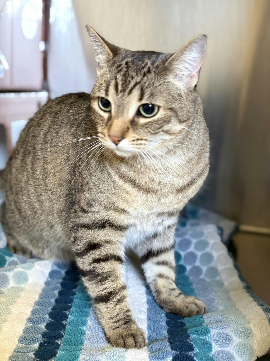 Phoenix, a 3 years old Brown Tabby Male Domestic Short Hair Cat