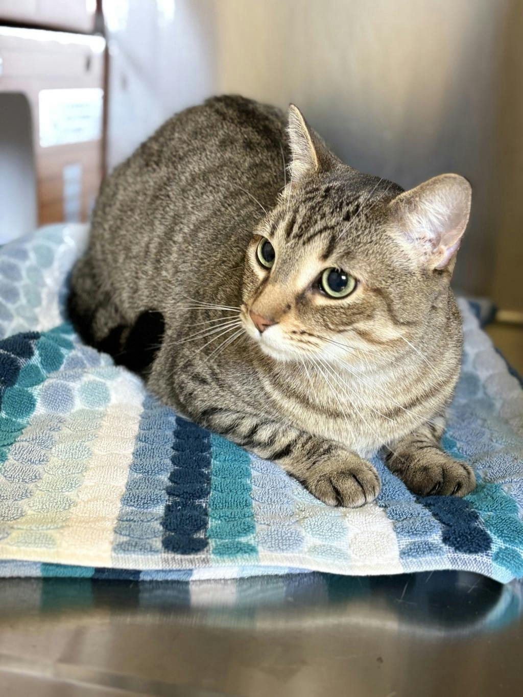 Phoenix, a 3 years old Brown Tabby Male Domestic Short Hair Cat