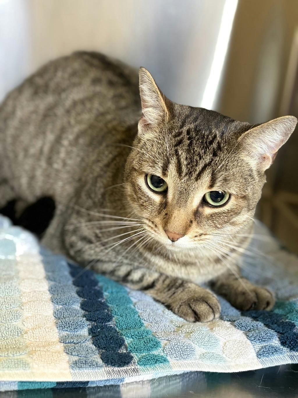 Phoenix, a 3 years old Brown Tabby Male Domestic Short Hair Cat