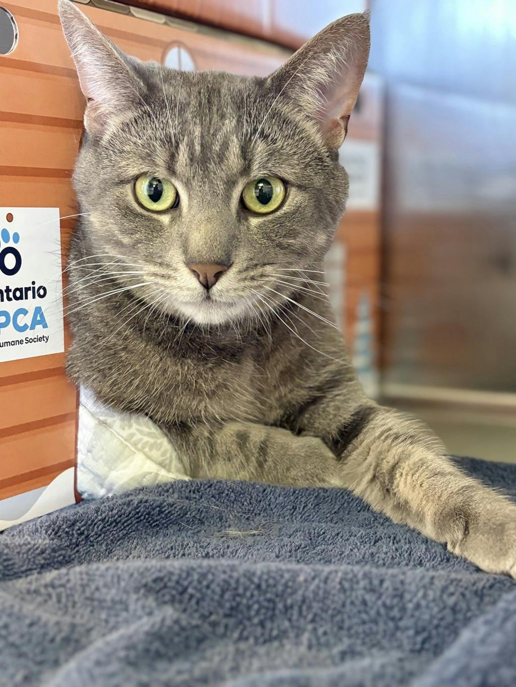 Blade, a 3 years old Grey Tabby Male Domestic Short Hair Cat
