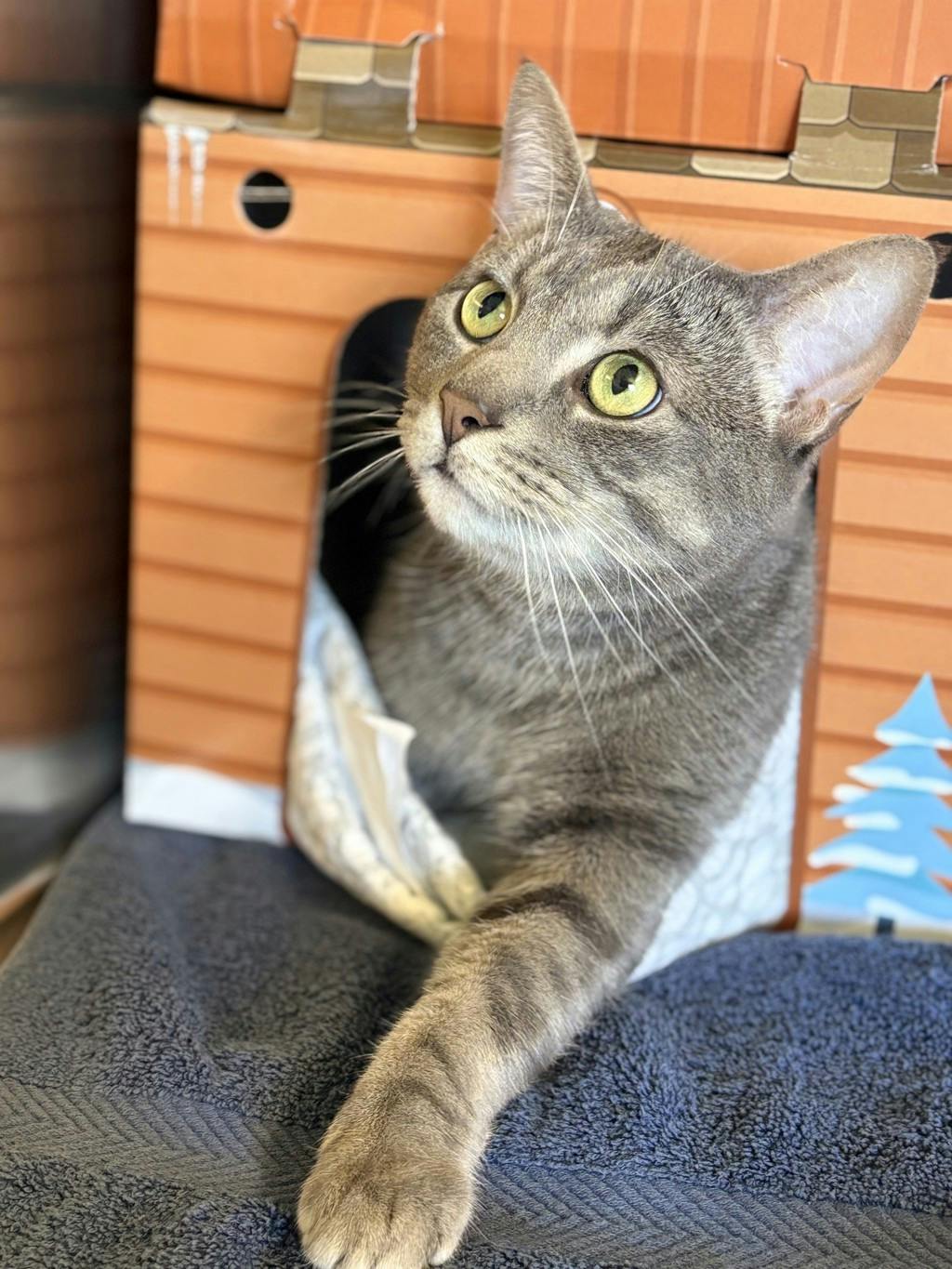 Blade, a 3 years old Grey Tabby Male Domestic Short Hair Cat