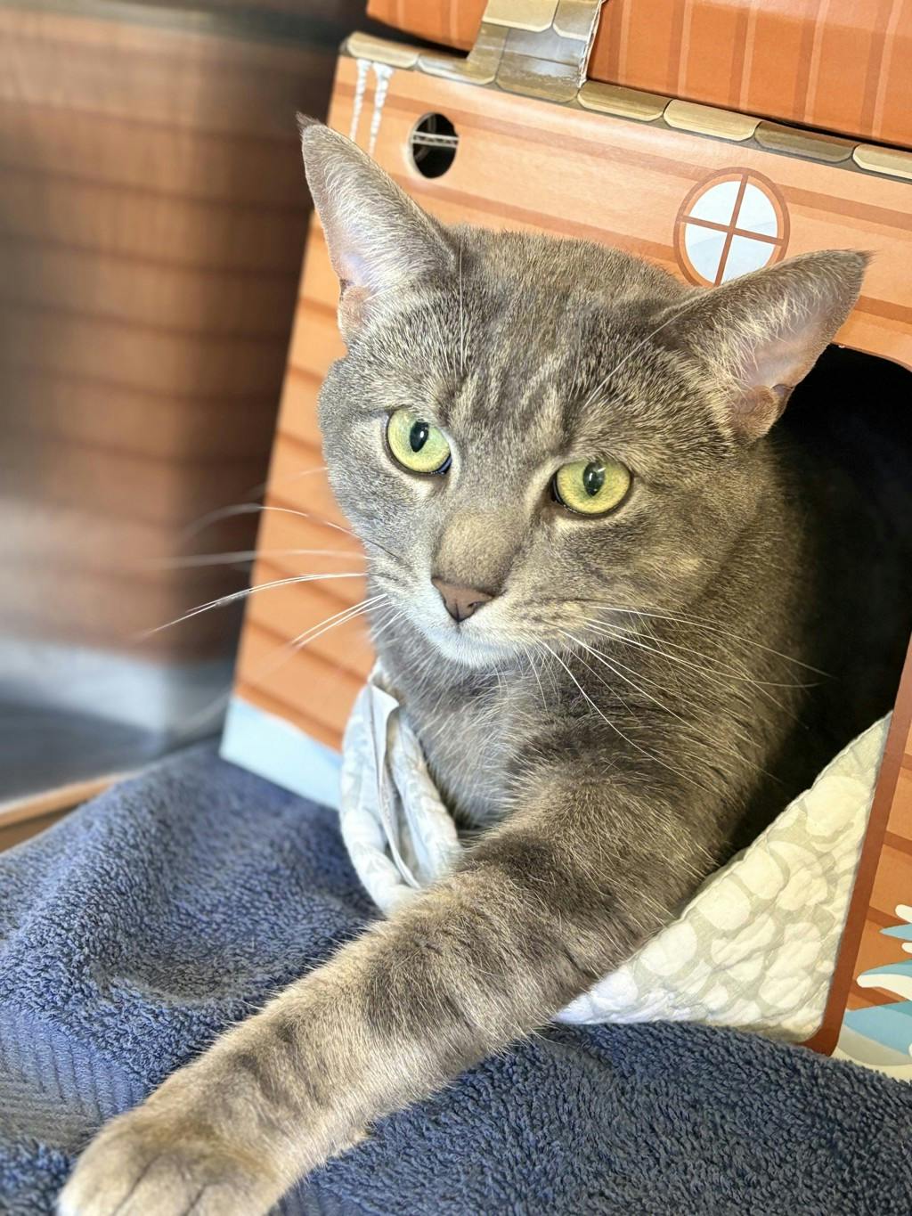 Blade, a 3 years old Grey Tabby Male Domestic Short Hair Cat