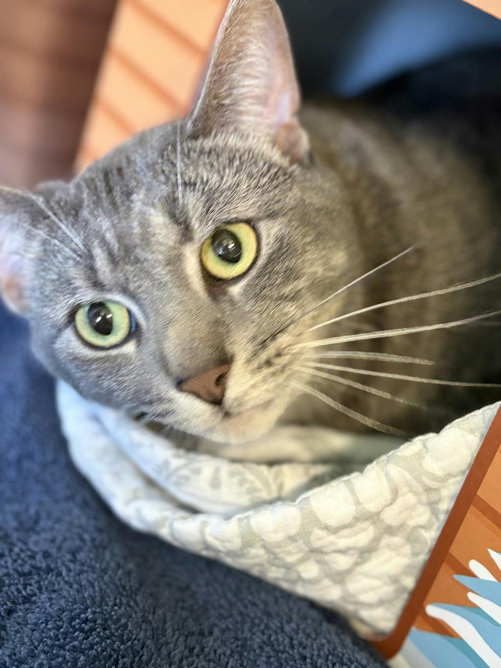 Blade, a 3 years old Grey Tabby Male Domestic Short Hair Cat