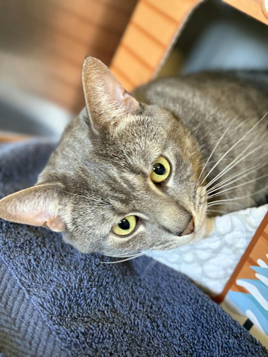 Blade, a 3 years old Grey Tabby Male Domestic Short Hair Cat