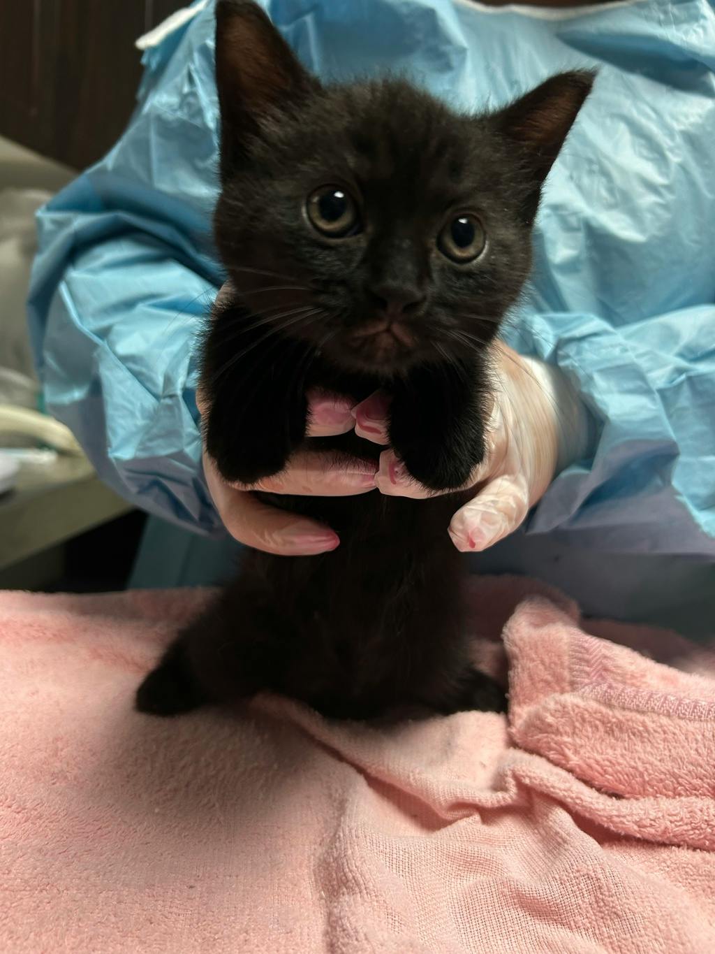 Dean, a 7 weeks old Black Male Domestic Short Hair Kitten