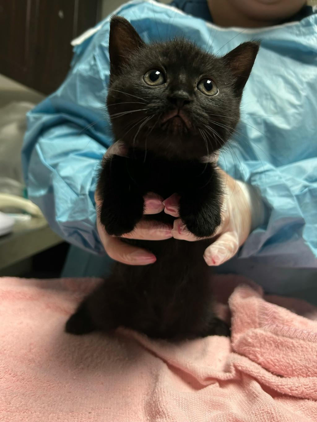 Dean, a 7 weeks old Black Male Domestic Short Hair Kitten