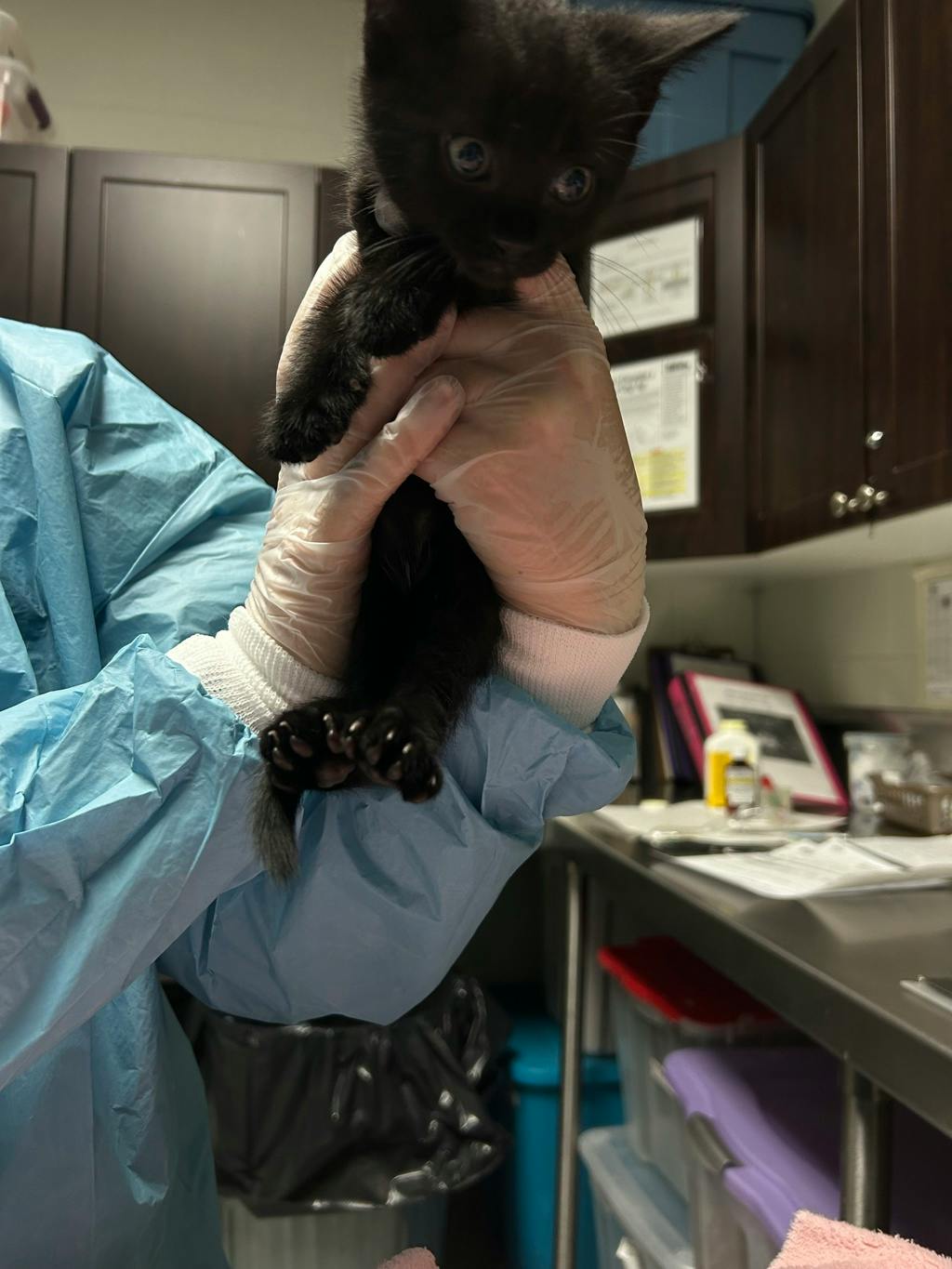 Forest, a 7 weeks old Black Male Domestic Short Hair Kitten
