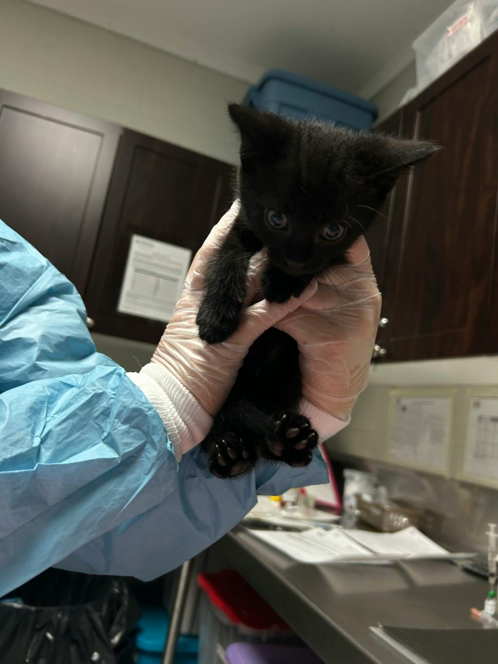 Forest, a 7 weeks old Black Male Domestic Short Hair Kitten