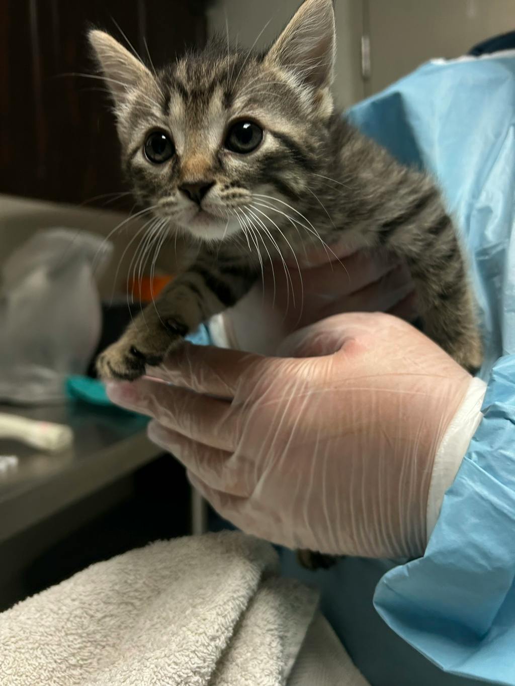 Matt, a 7 weeks old Grey Tabby Male Domestic Short Hair Kitten