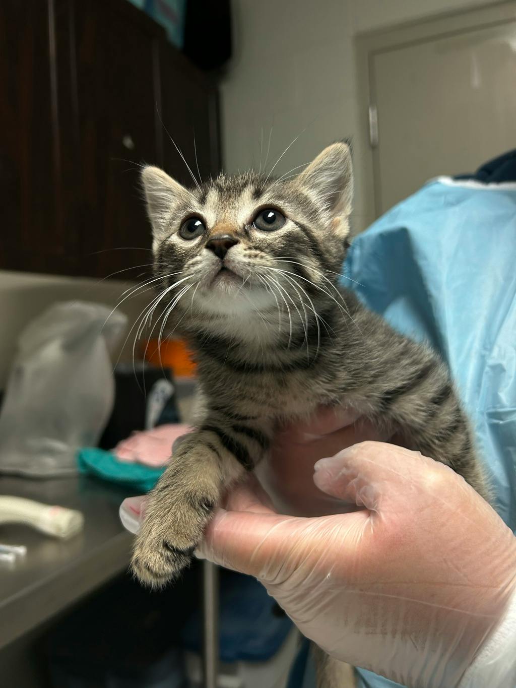 Matt, a 7 weeks old Grey Tabby Male Domestic Short Hair Kitten