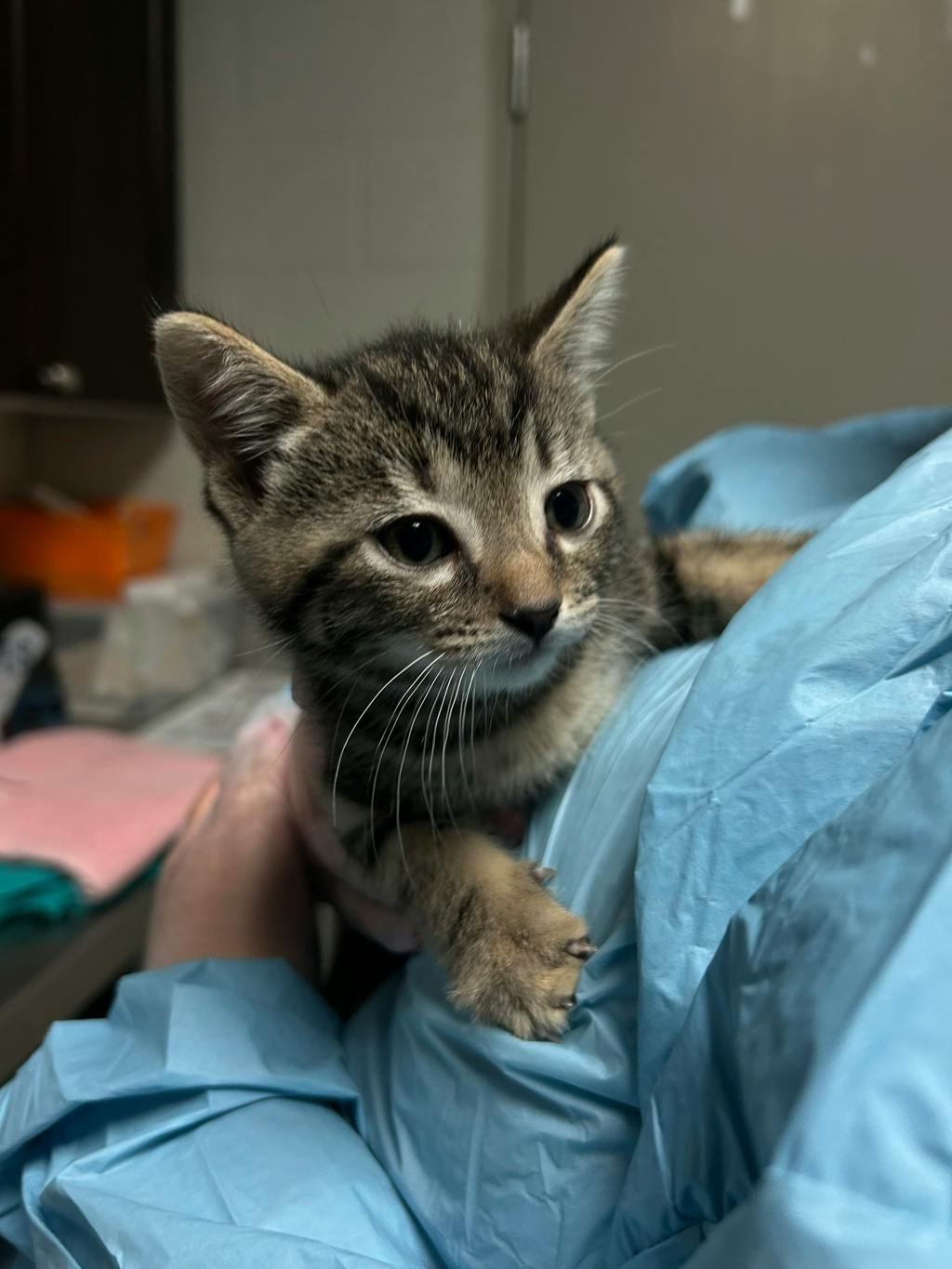 Gary, a 7 weeks old Tabby Male Domestic Short Hair Kitten