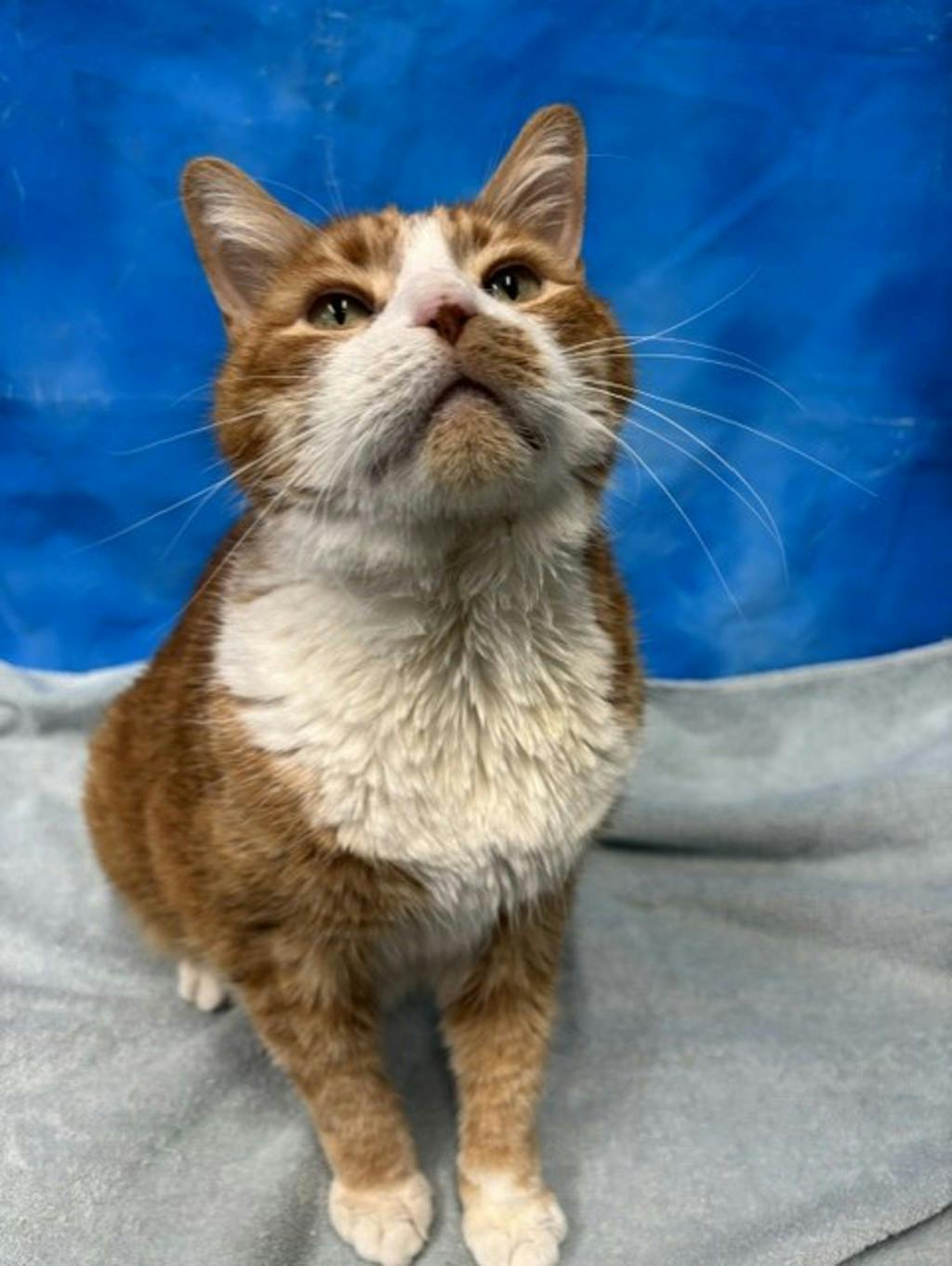Buddy, a 10 years old Orange Tabby Male Domestic Short Hair Cat