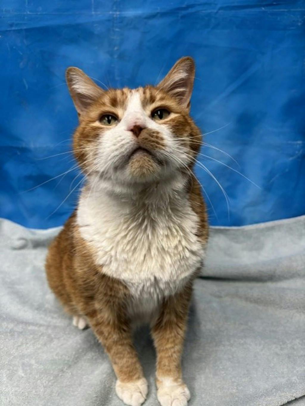 Buddy, a 10 years old Orange Tabby Male Domestic Short Hair Cat