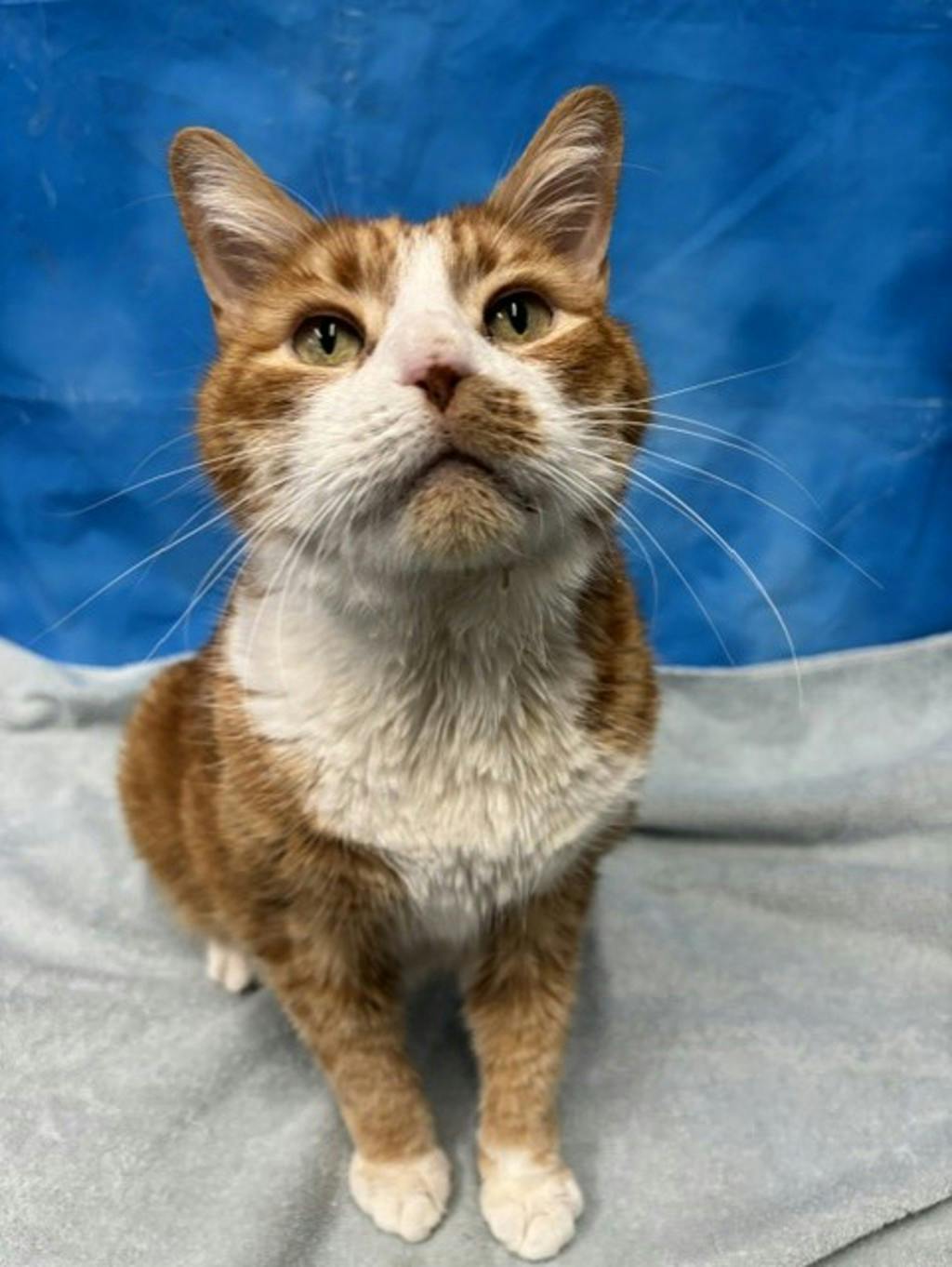 Buddy, a 10 years old Orange Tabby Male Domestic Short Hair Cat