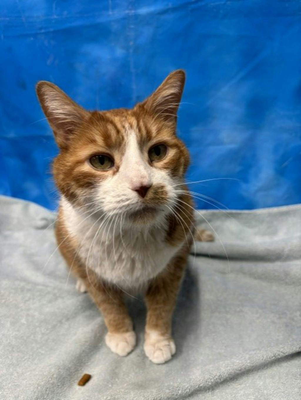 Buddy, a 10 years old Orange Tabby Male Domestic Short Hair Cat