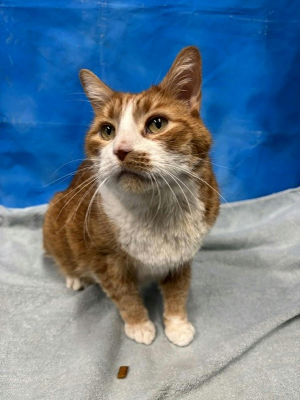 Buddy, a 10 years old Orange Tabby Male Domestic Short Hair Cat