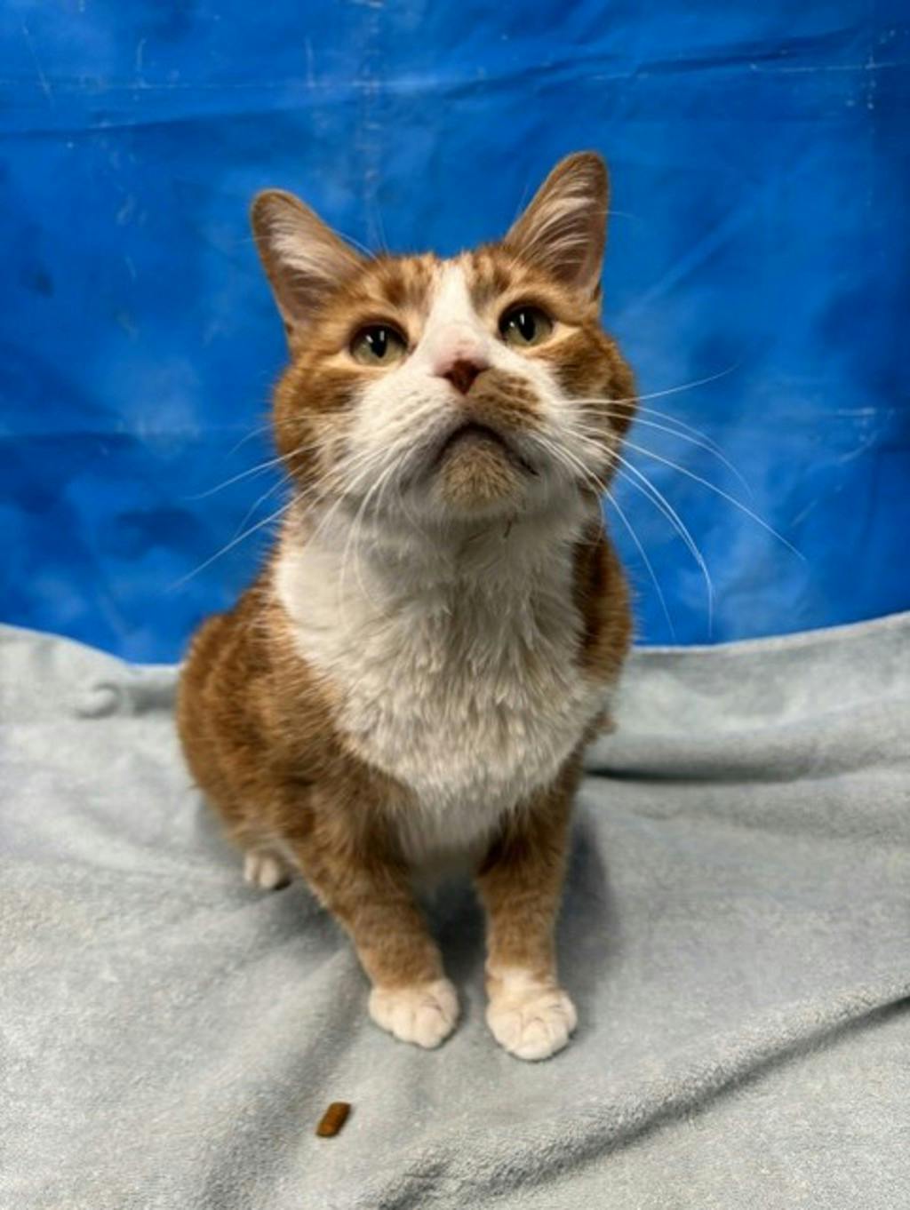 Buddy, a 10 years old Orange Tabby Male Domestic Short Hair Cat