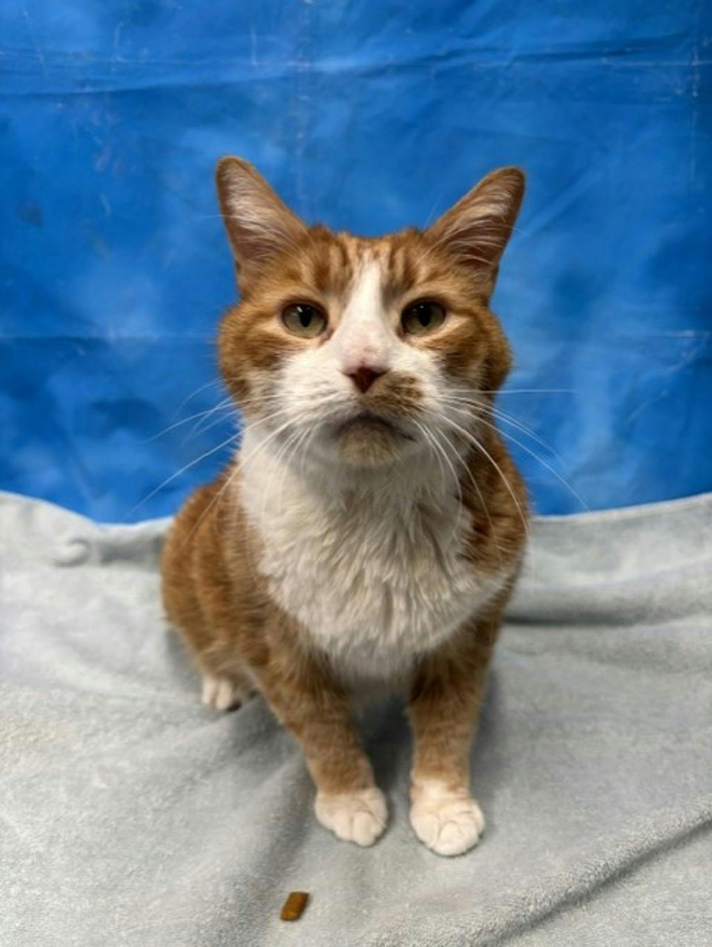 Buddy, a 10 years old Orange Tabby Male Domestic Short Hair Cat