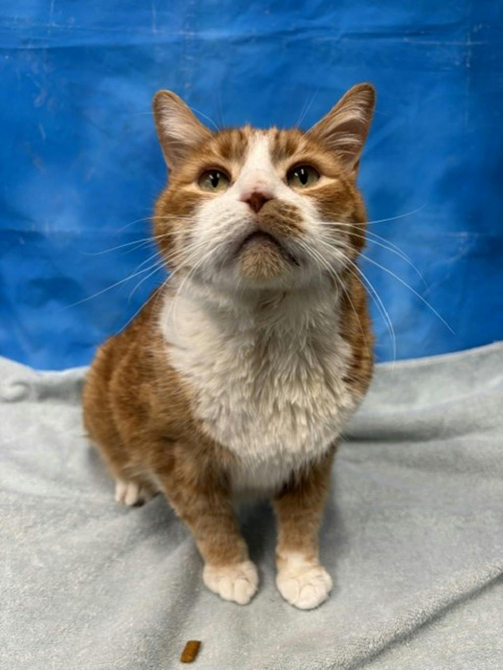 Buddy, a 10 years old Orange Tabby Male Domestic Short Hair Cat