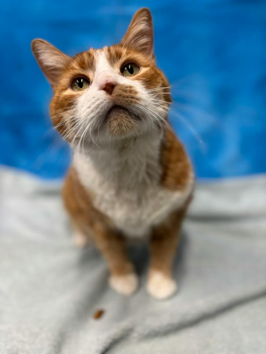 Buddy, a 10 years old Orange Tabby Male Domestic Short Hair Cat