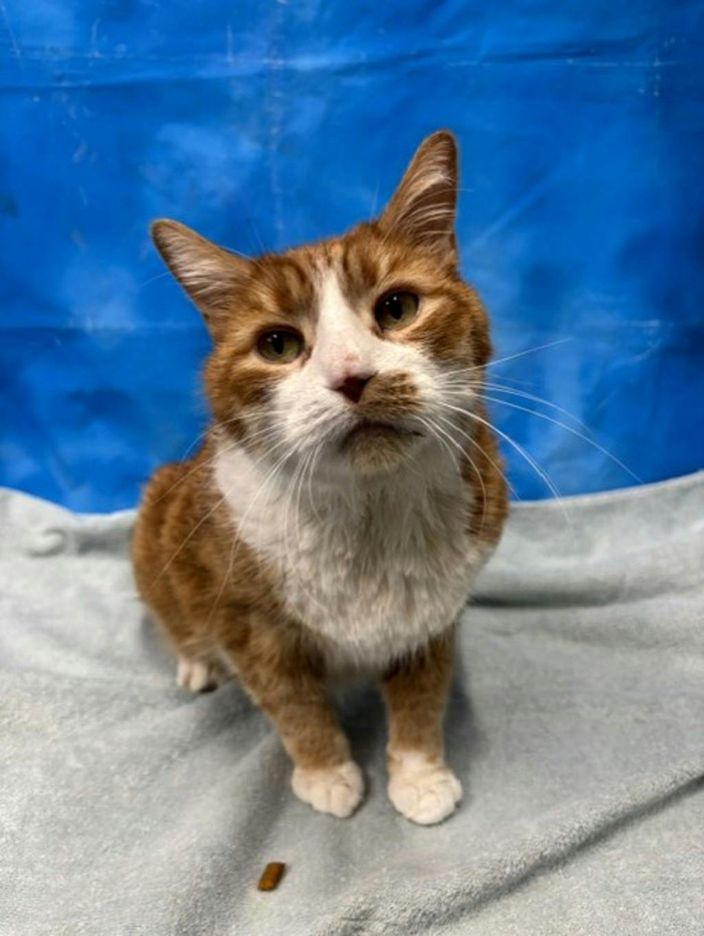 Buddy, a 10 years old Orange Tabby Male Domestic Short Hair Cat