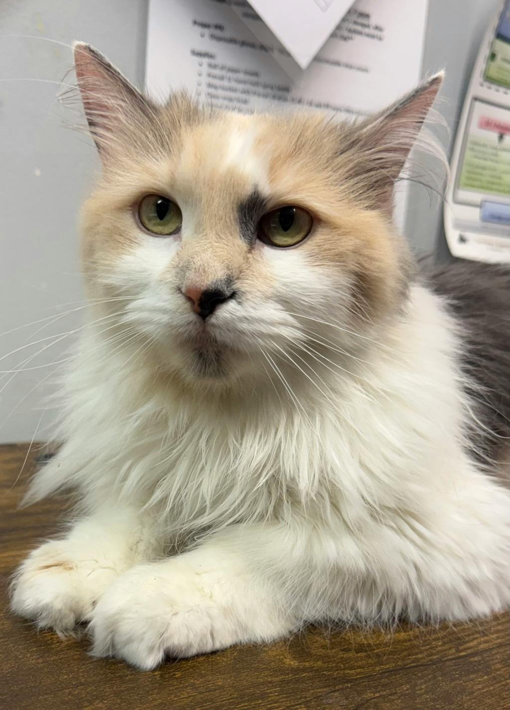 Cookie, a 3 years old Muted Calico Female Domestic Longhair Cat
