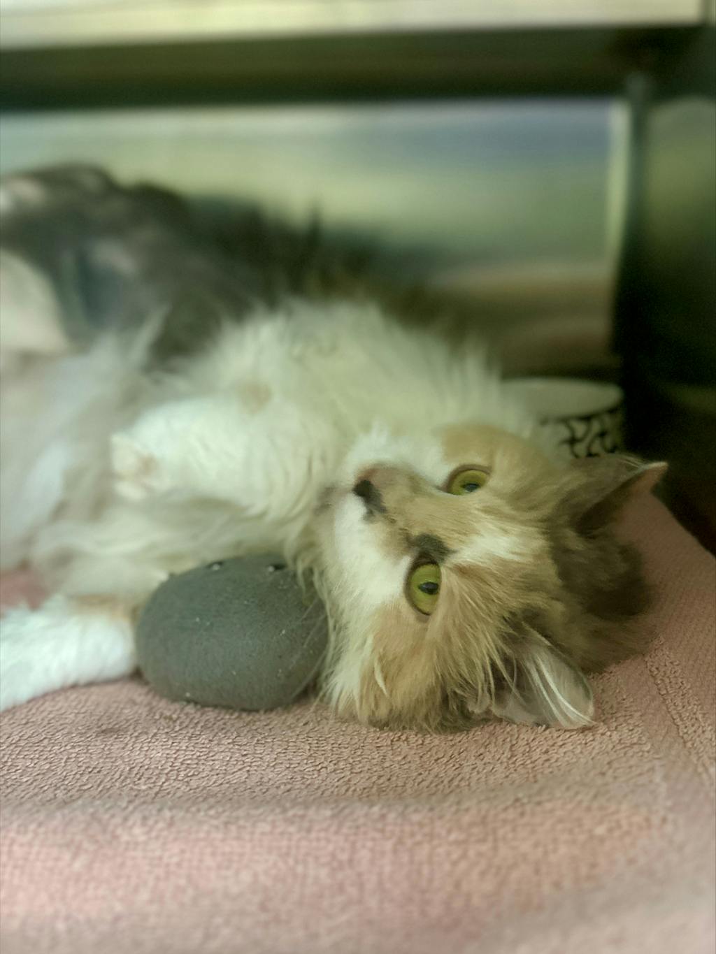 Cookie, a 3 years old Muted Calico Female Domestic Longhair Cat