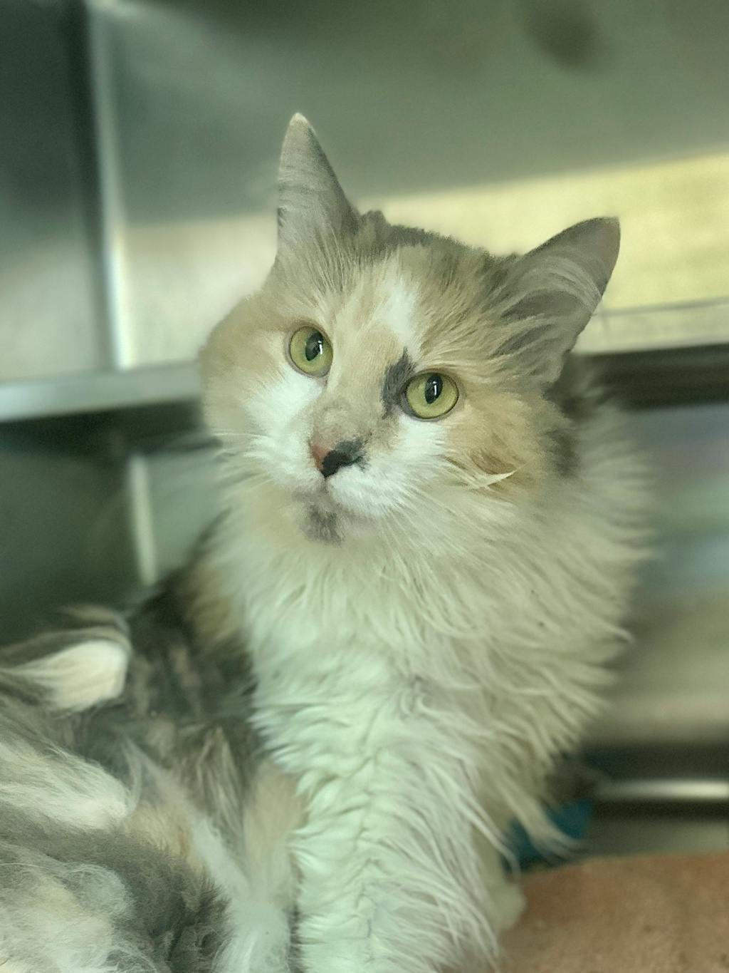 Cookie, a 3 years old Muted Calico Female Domestic Longhair Cat