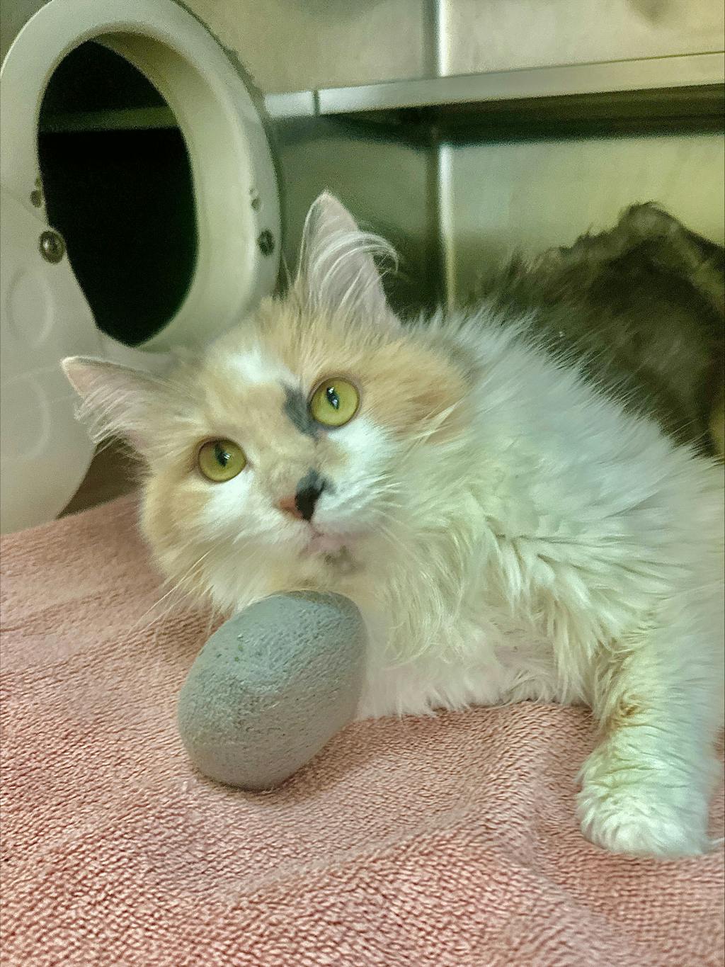 Cookie, a 3 years old Muted Calico Female Domestic Longhair Cat