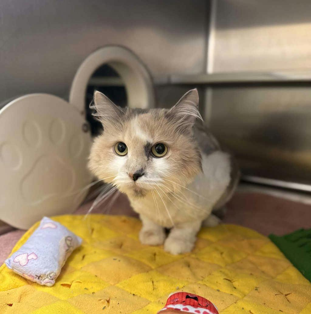 Cookie, a 3 years old Muted Calico Female Domestic Longhair Cat