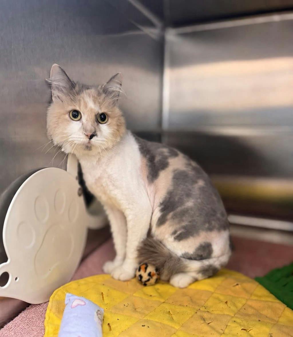 Cookie, a 3 years old Muted Calico Female Domestic Longhair Cat