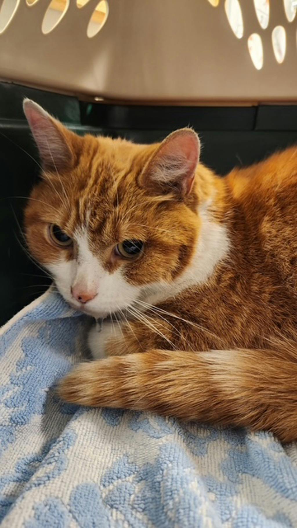 Hunter, a 2 years old Orange Tabby Male Domestic Short Hair Cat