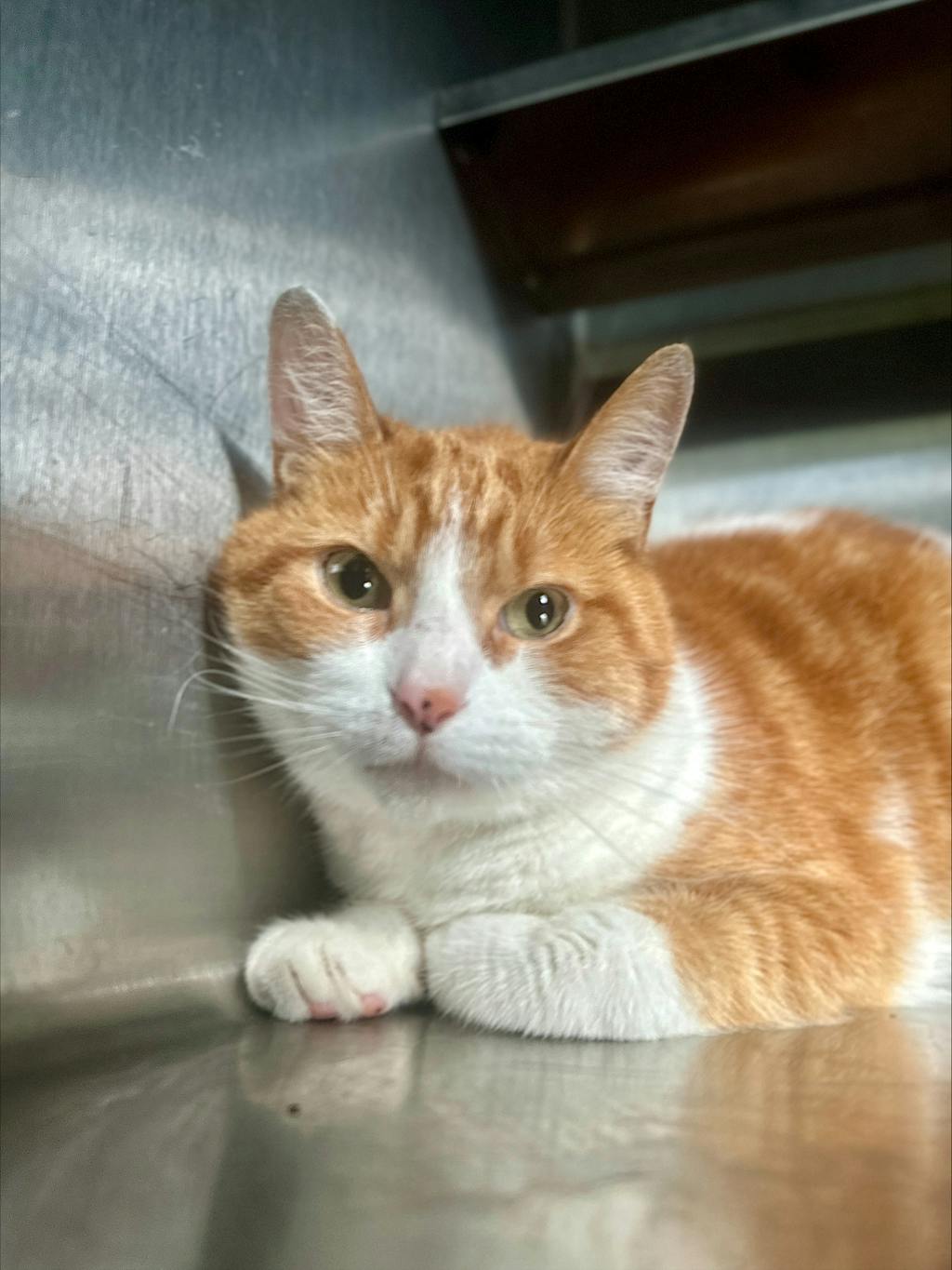 Hunter, a 2 years old Orange Tabby Male Domestic Short Hair Cat