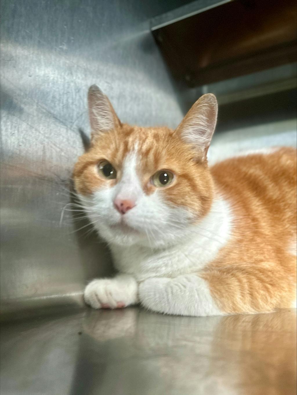 Hunter, a 2 years old Orange Tabby Male Domestic Short Hair Cat