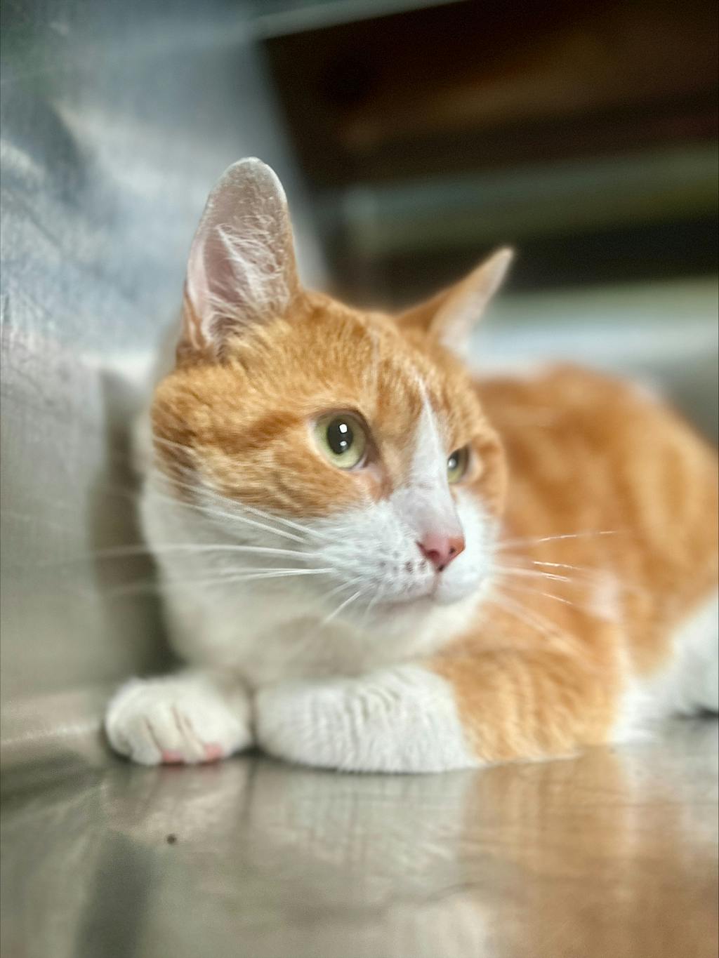 Hunter, a 2 years old Orange Tabby Male Domestic Short Hair Cat