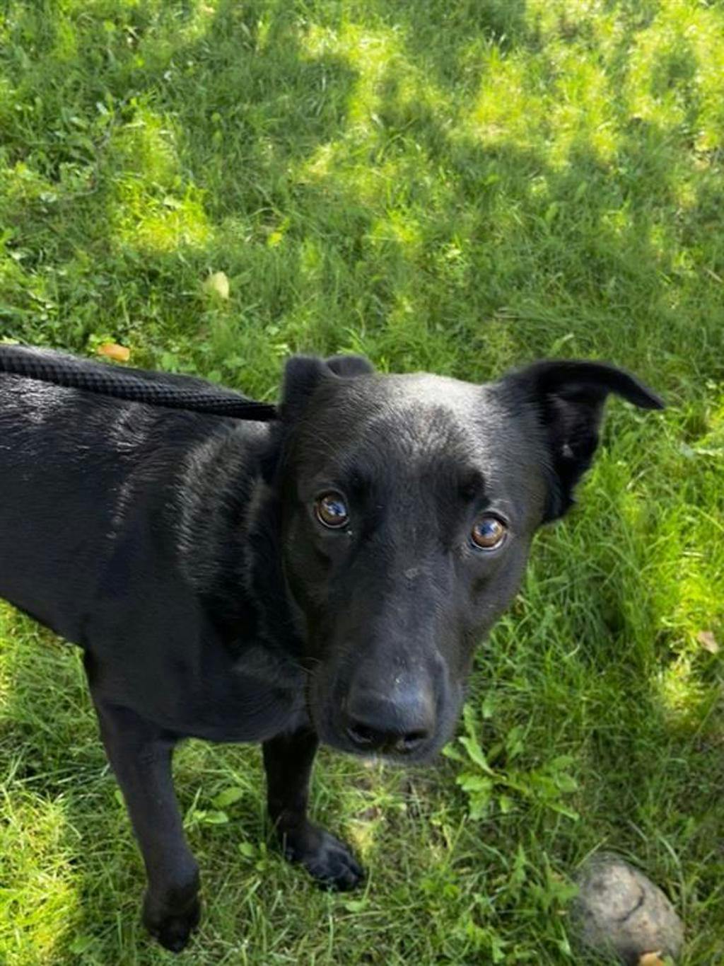Atlas, a 2 years old Black Male Labrador Retriever Dog