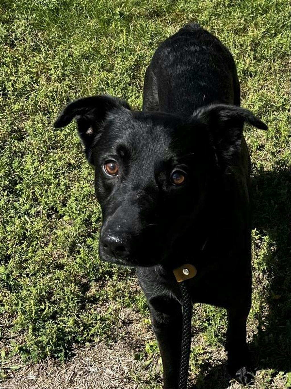 Atlas, a 2 years old Black Male Labrador Retriever Dog