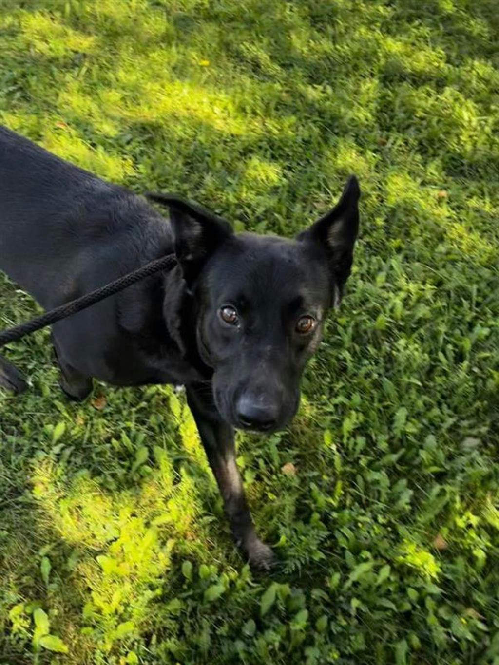 Atlas, a 2 years old Black Male Labrador Retriever Dog
