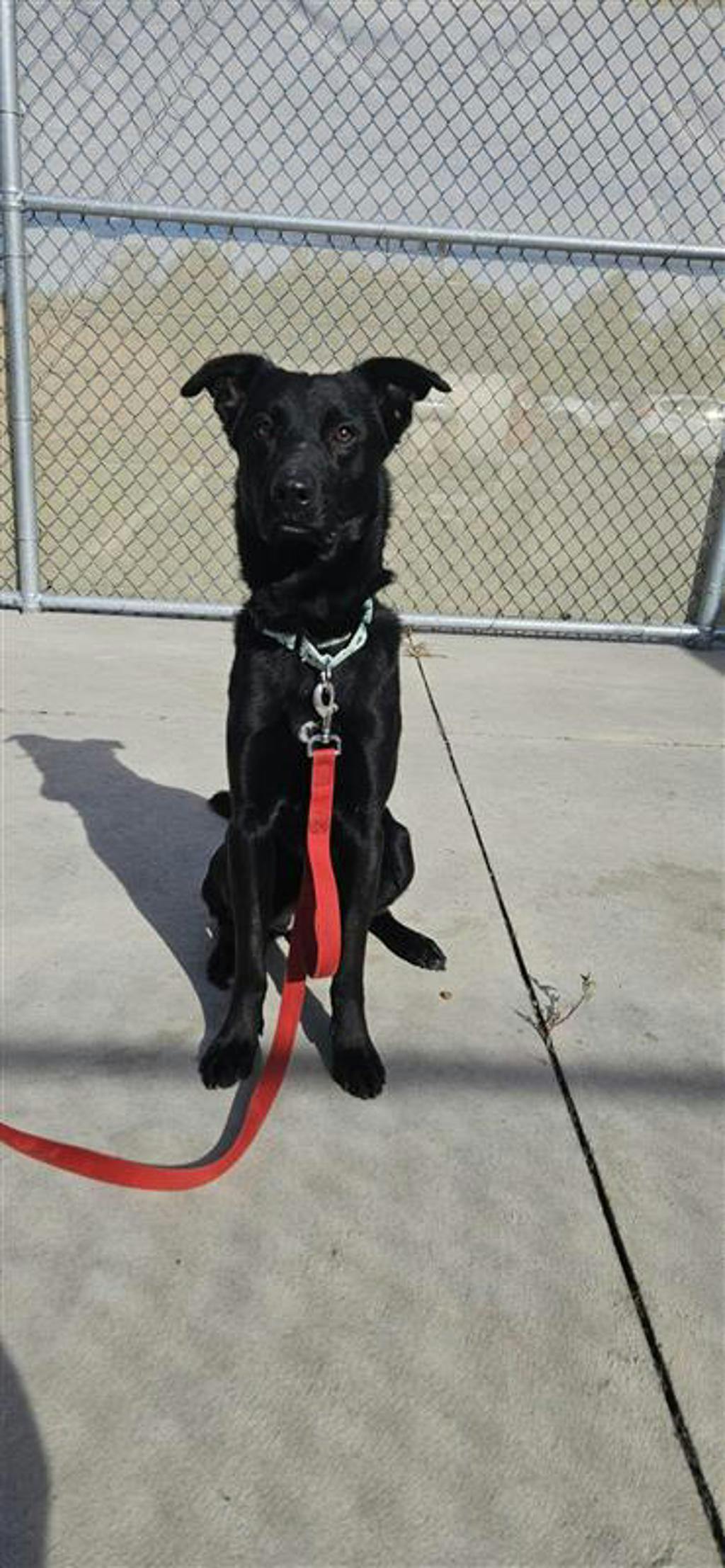 Atlas, a 2 years old Black Male Labrador Retriever Dog