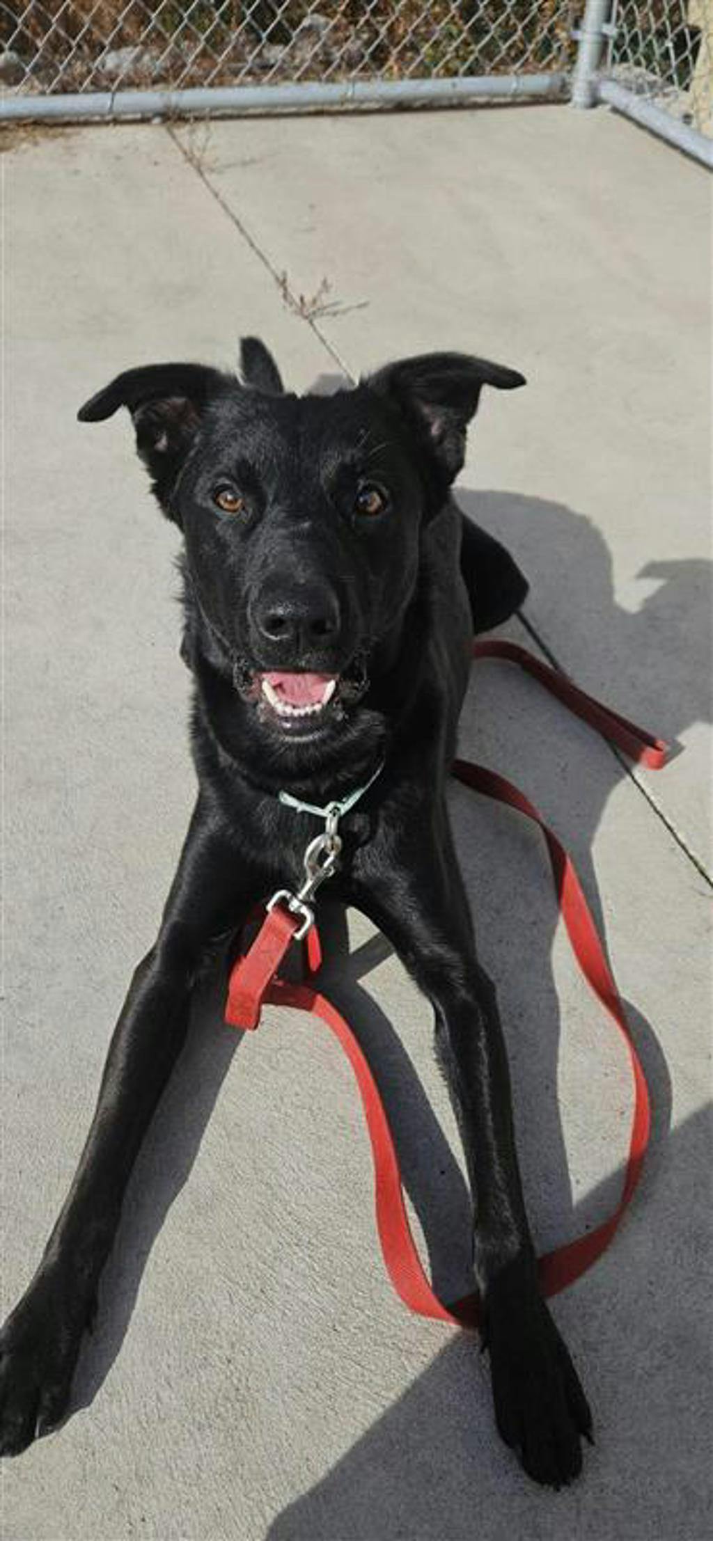 Atlas, a 2 years old Black Male Labrador Retriever Dog