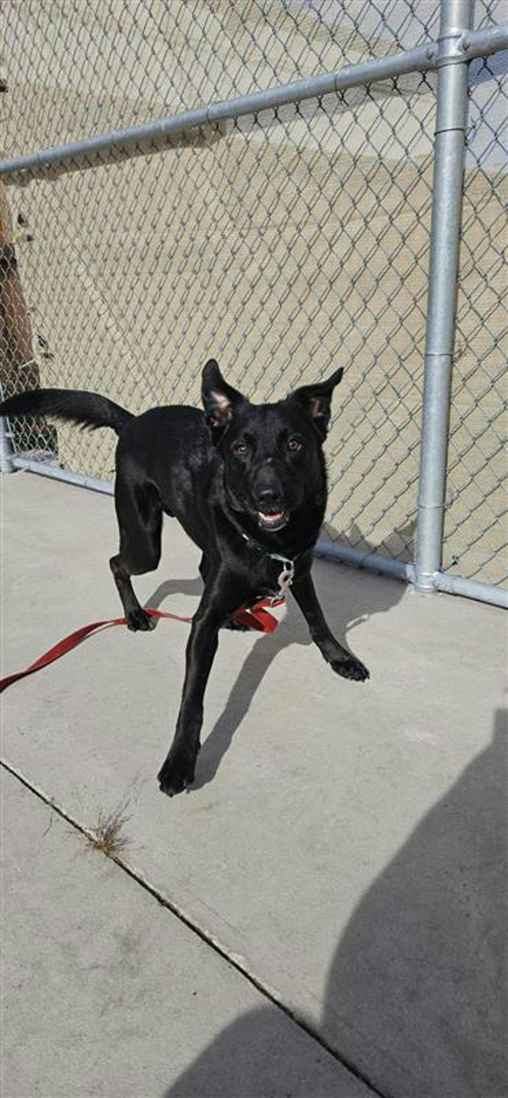 Atlas, a 2 years old Black Male Labrador Retriever Dog