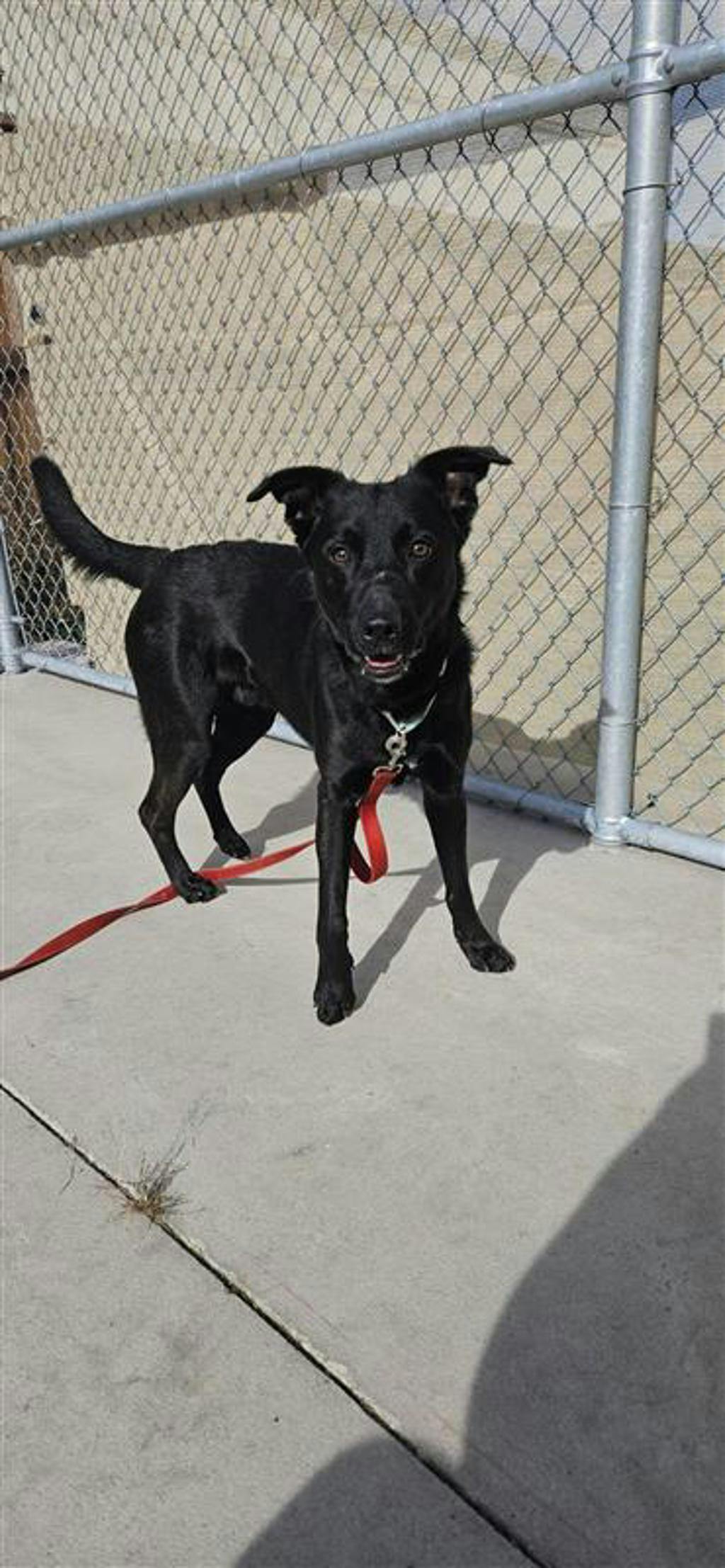 Atlas, a 2 years old Black Male Labrador Retriever Dog