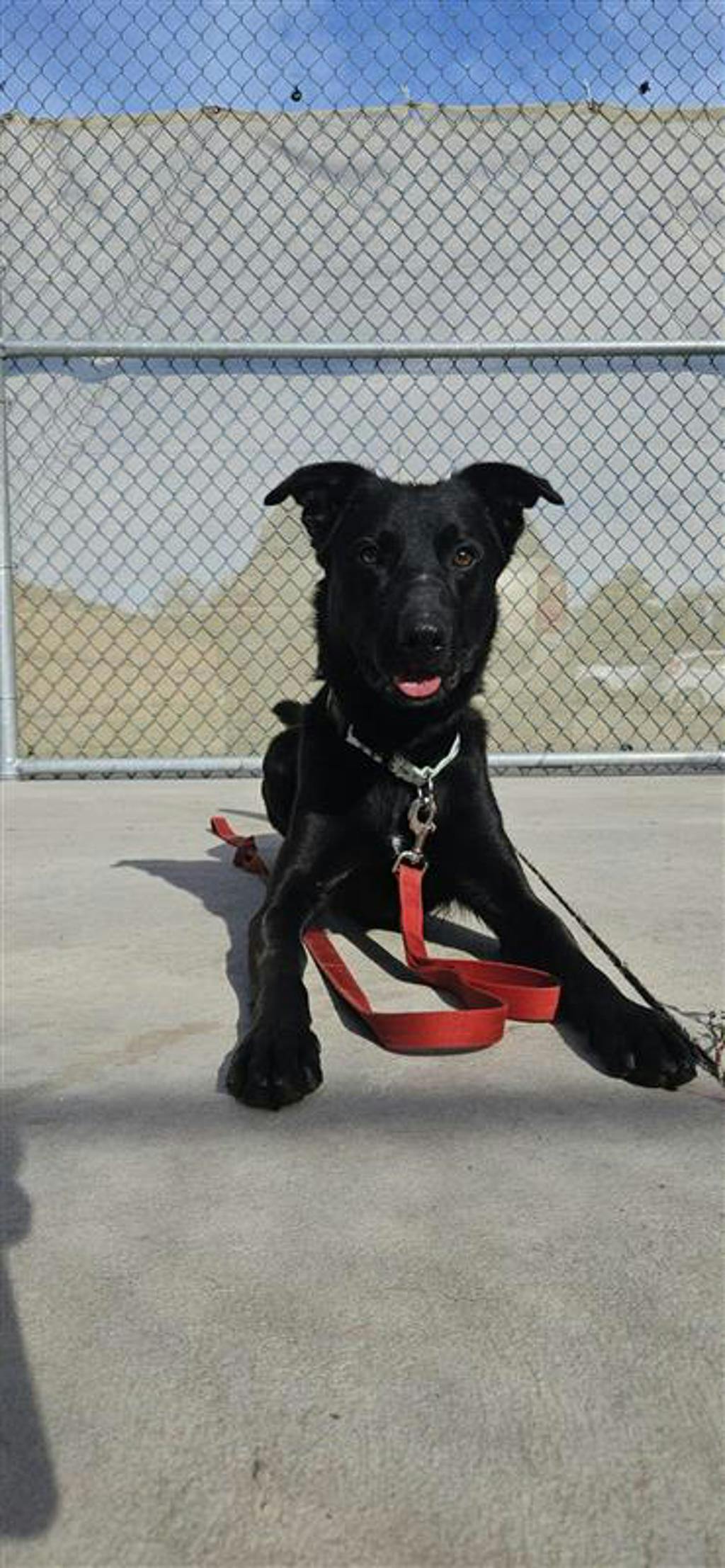 Atlas, a 2 years old Black Male Labrador Retriever Dog