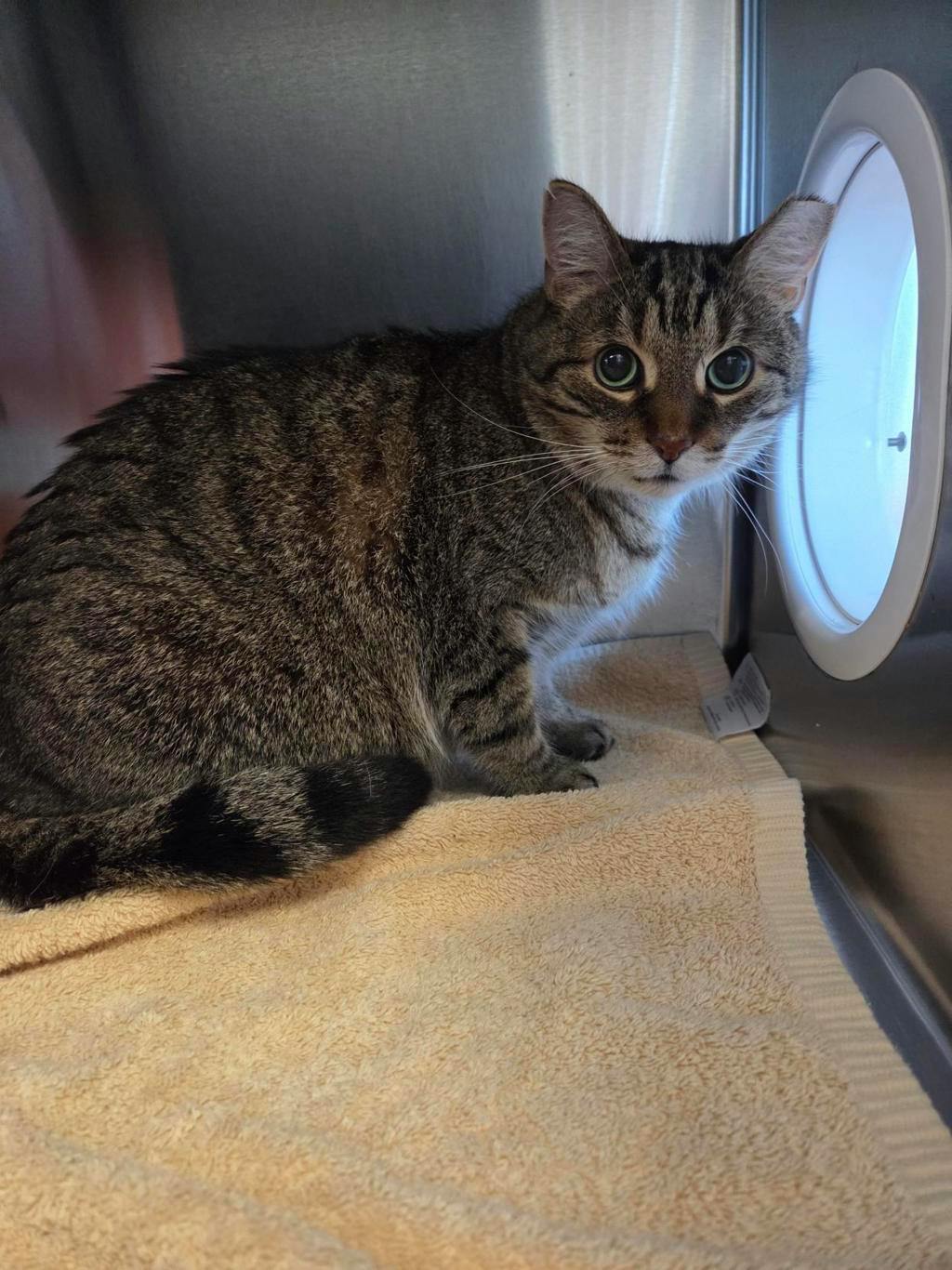 Toad, a 6 years old Brown Tabby Male Domestic Short Hair Cat
