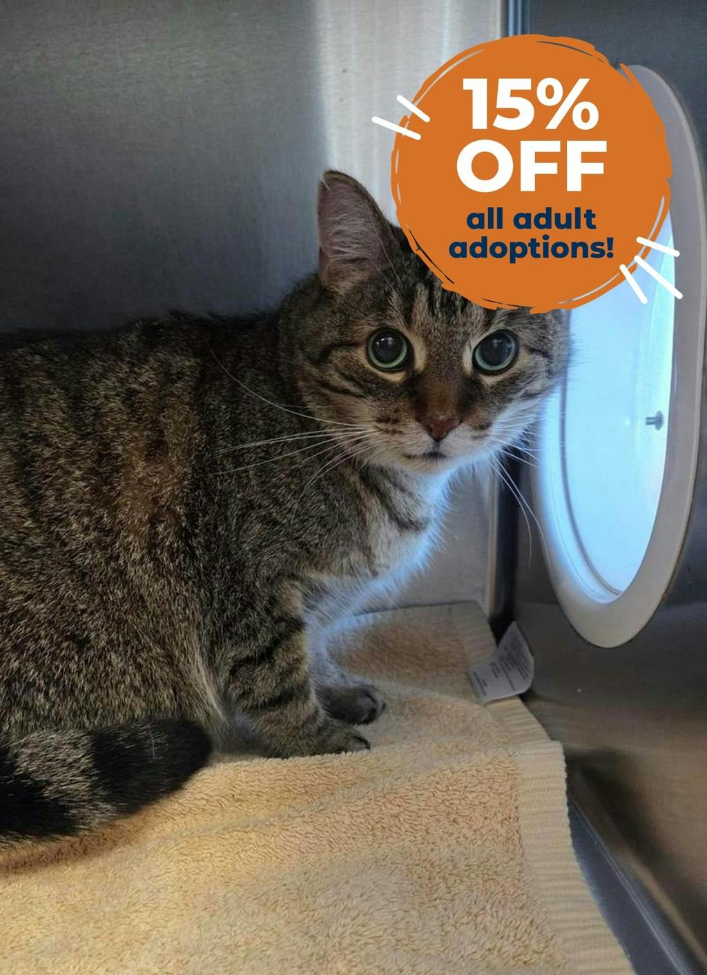 Toad, a 6 years old Brown Tabby Male Domestic Short Hair Cat