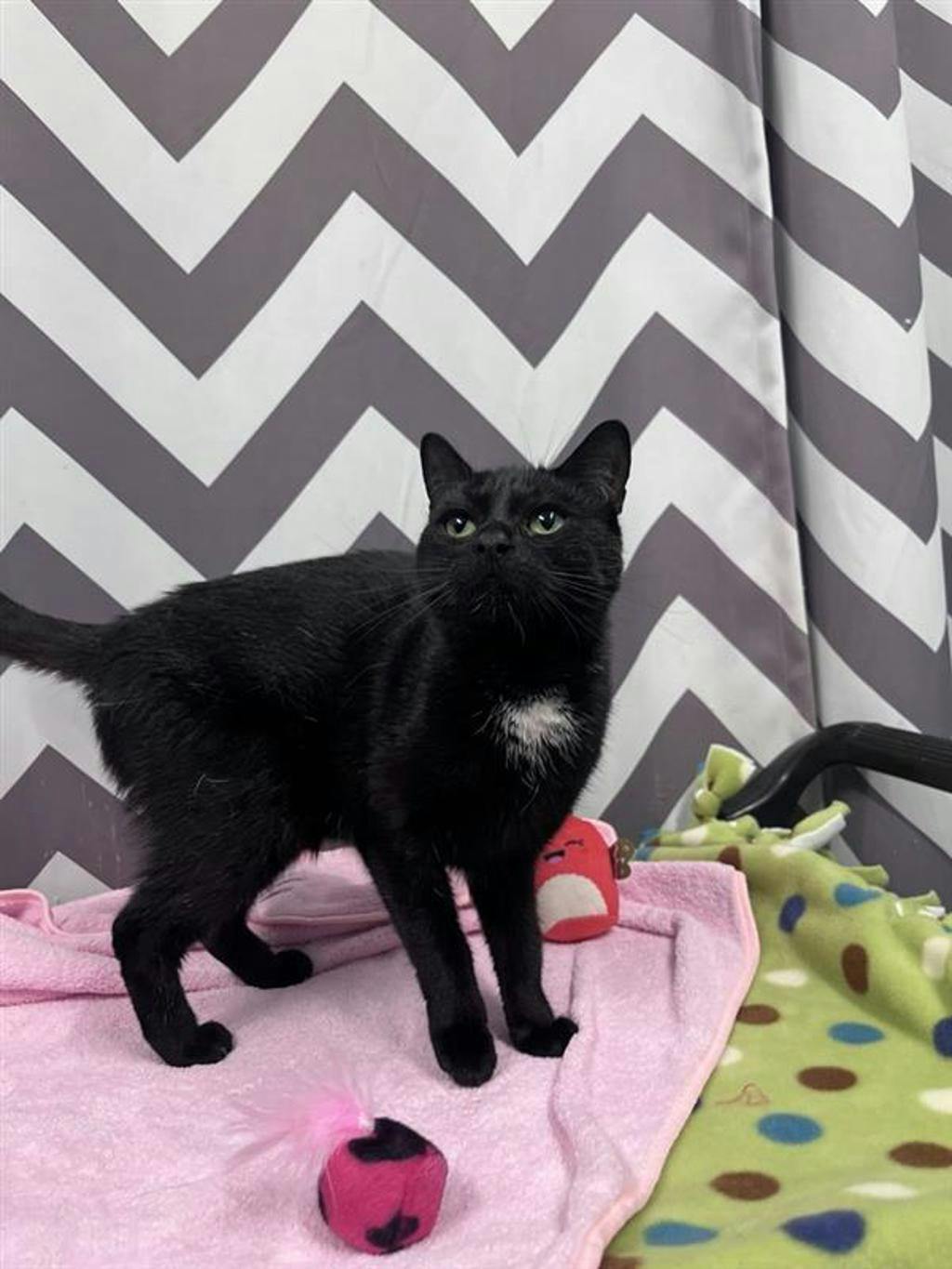 Sophie, a 1 year old Black Female Domestic Short Hair Cat