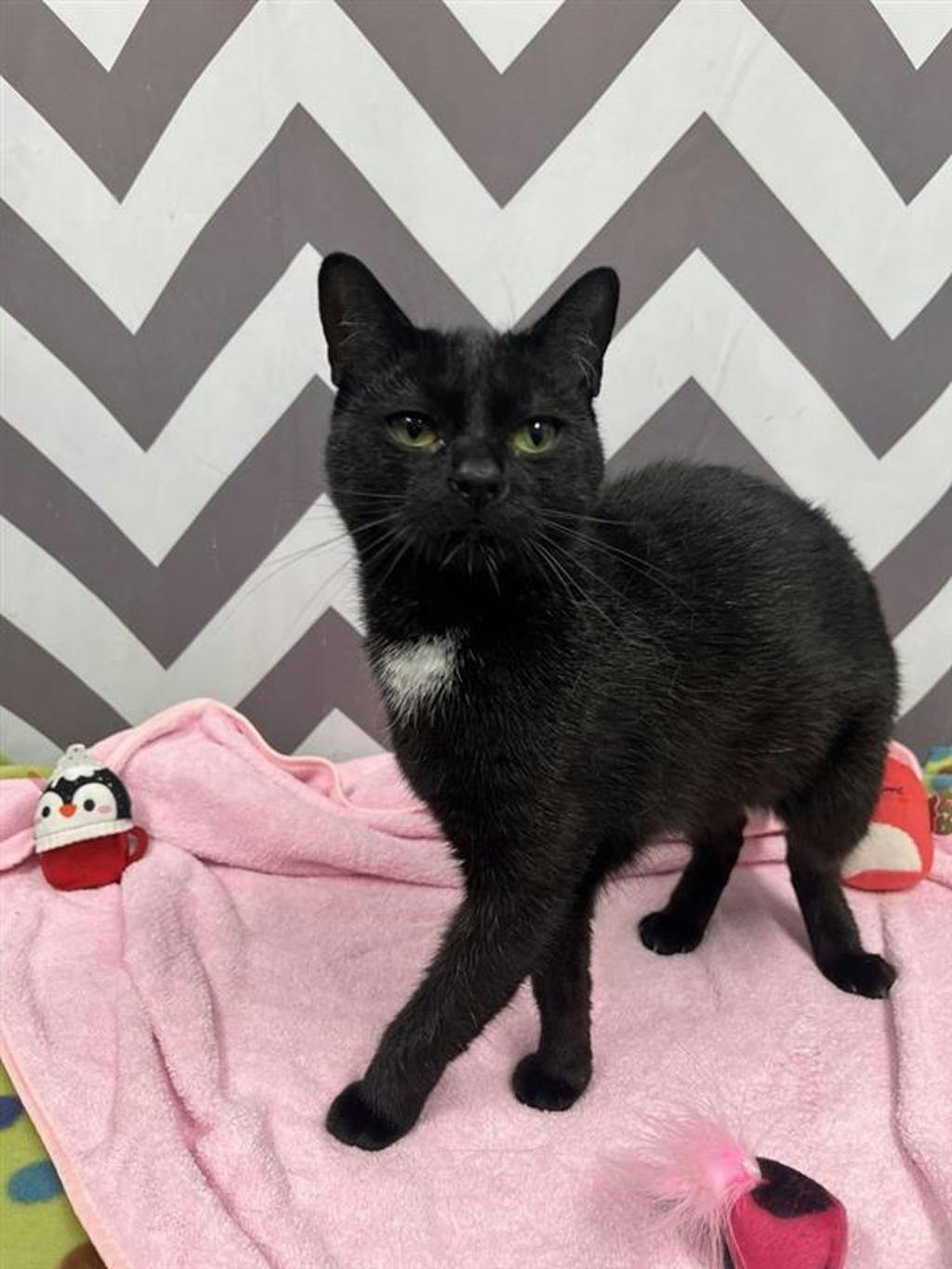 Sophie, a 1 year old Black Female Domestic Short Hair Cat