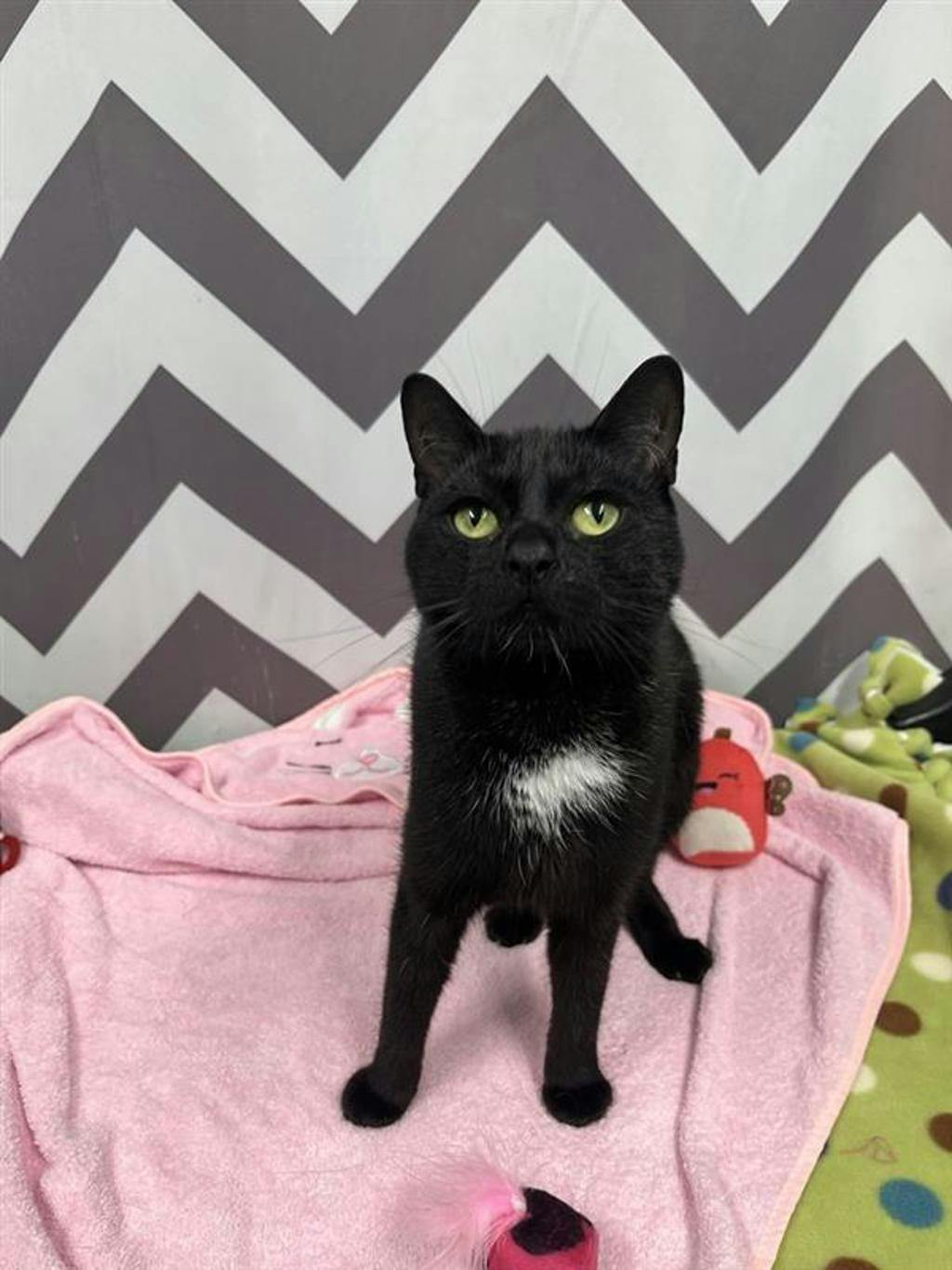 Sophie, a 1 year old Black Female Domestic Short Hair Cat