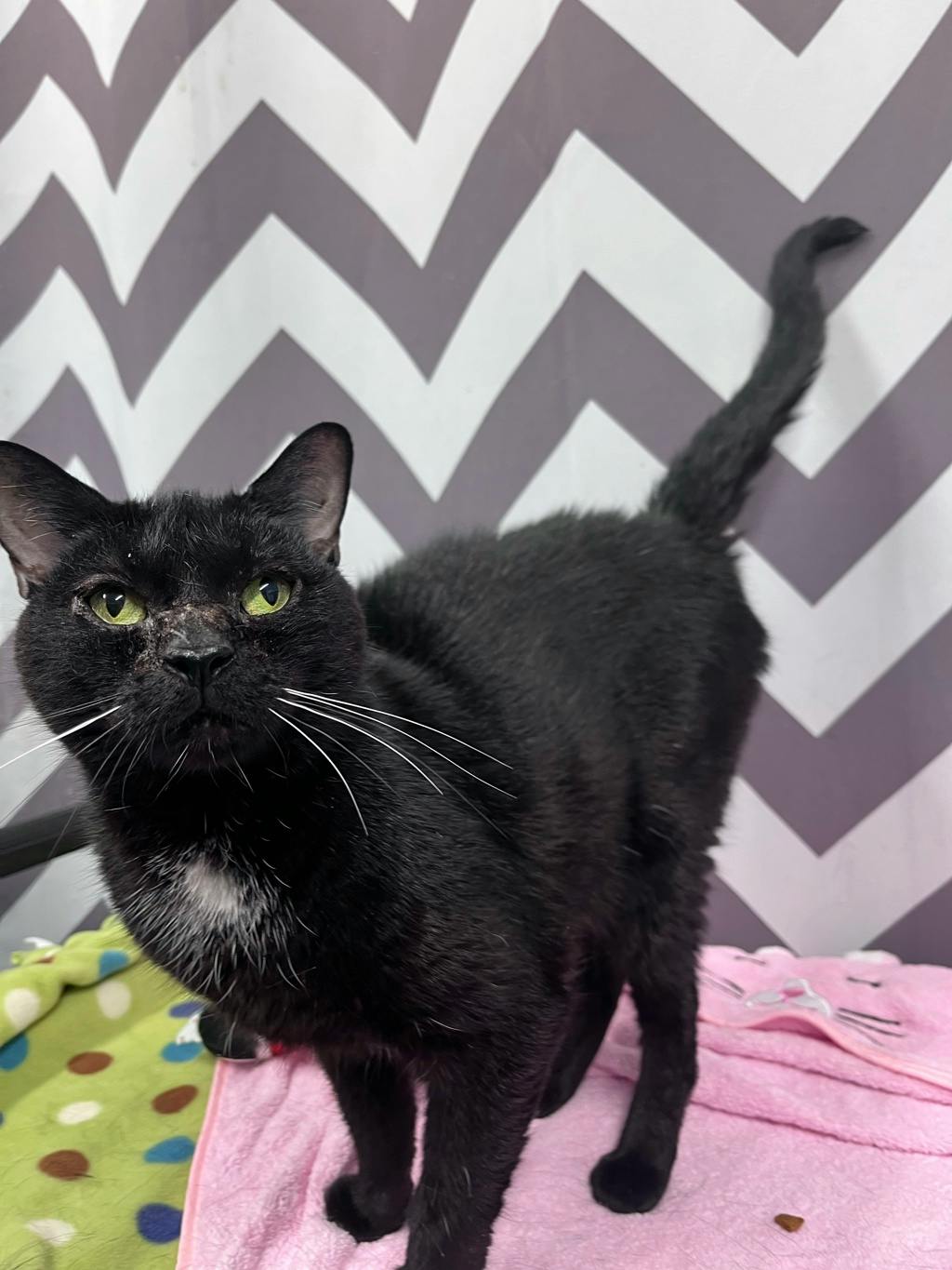 Willa, a 5 years old Black Female Domestic Short Hair Cat